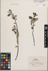 Foto von Salix delnortensis C. K. Schneid.
